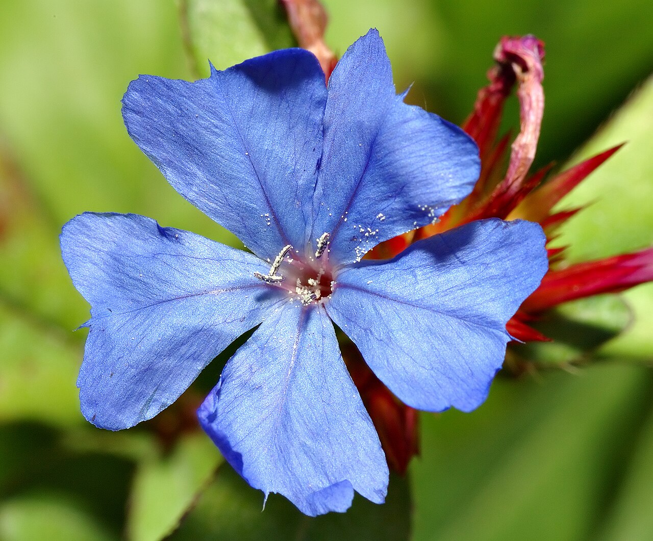 Blue leadwood: This image shows the blossom of a Blue Leadwood ( Ceratostigma plumbaginoides ).