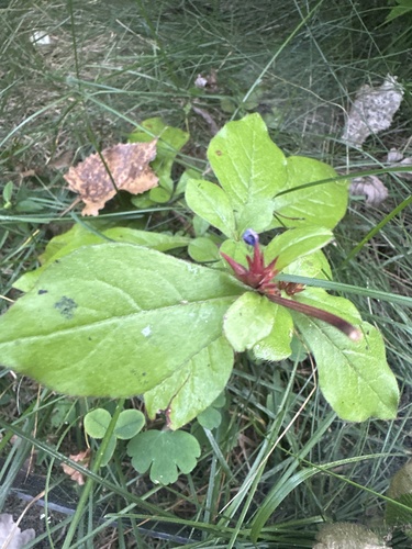 Blue leadwood (Ceratostigma plumbaginoides)