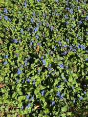 Blue leadwood (Ceratostigma plumbaginoides)