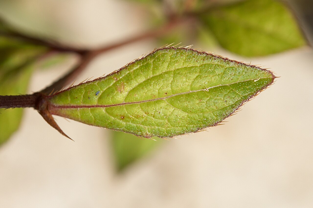 Chinese-plumbago: Ceratostigma willmottianum