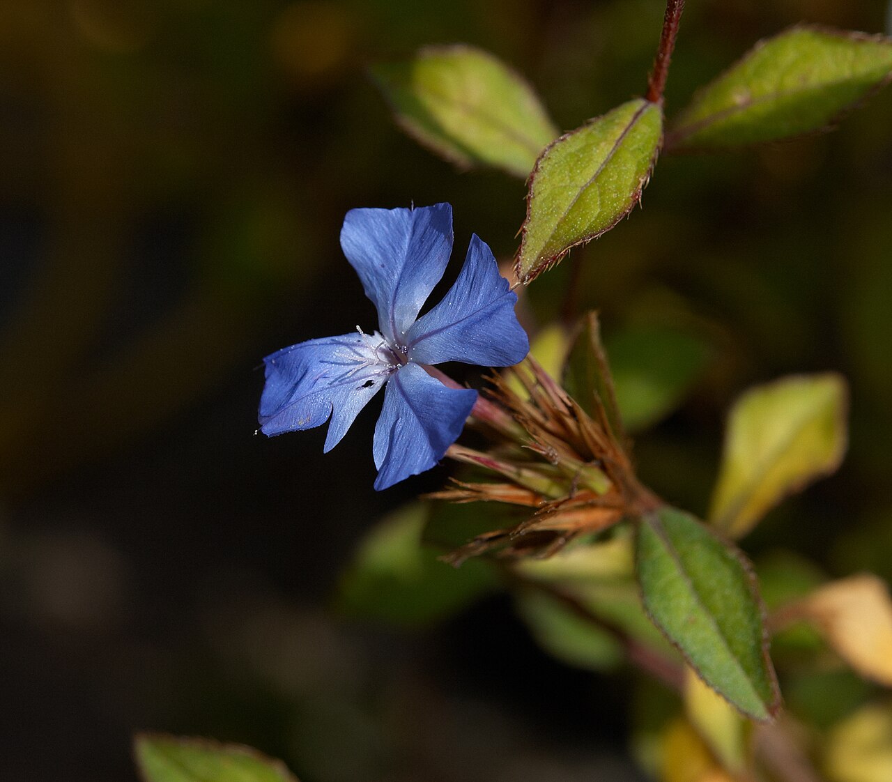 Chinese-plumbago: Ceratostigma willmottianum