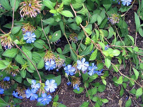 Chinese-plumbago: Location taken: <a href=" http://www.usna.usda.gov/ " target="_blank">The United States National Arboretum</a>, Washington DC. Names: Ceratostigma willmottianum