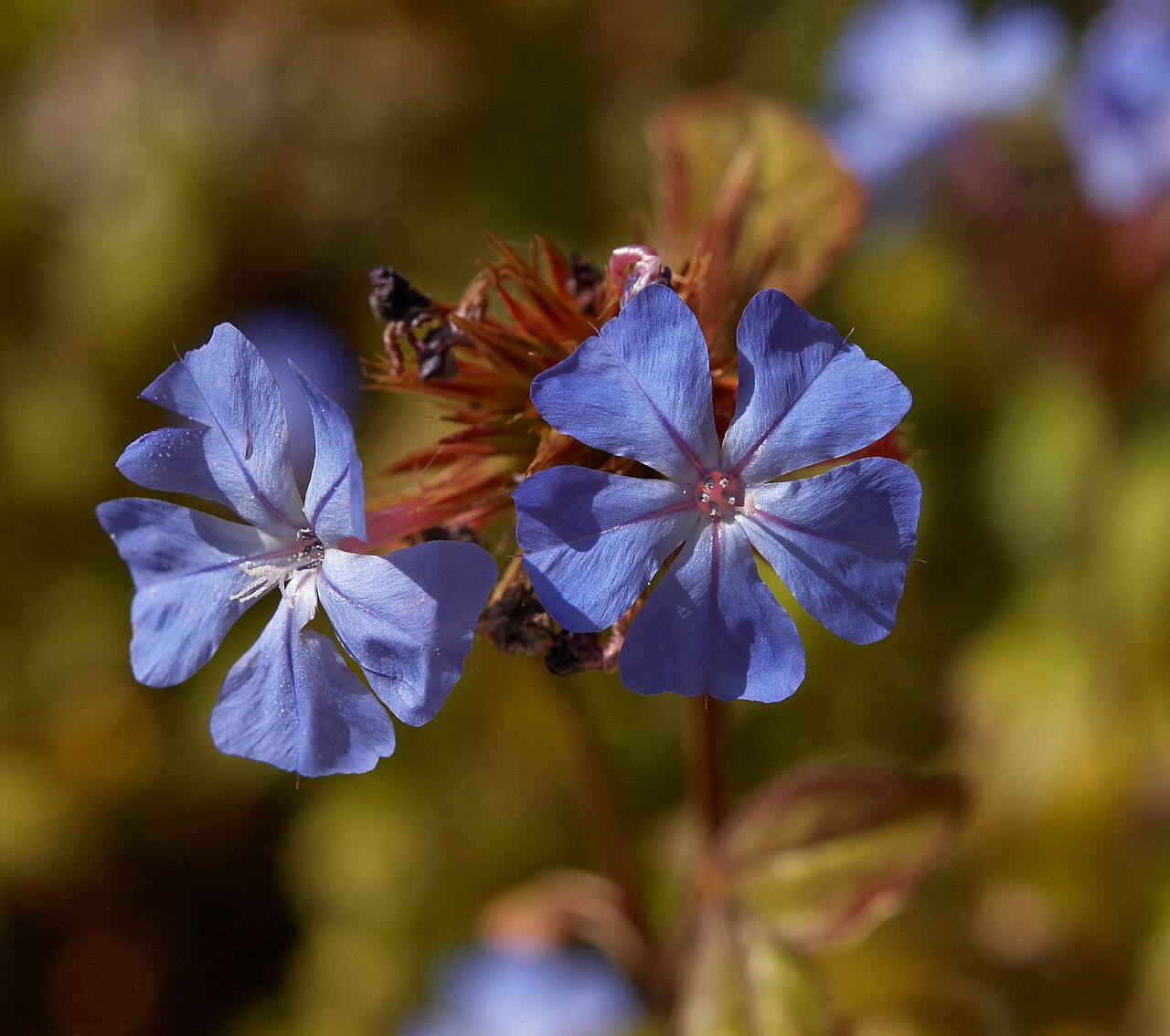 Chinese-plumbago: Ceratostigma willmottianum