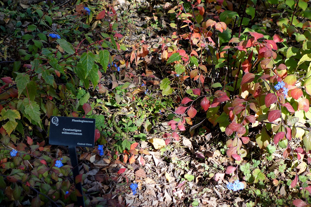 Chinese-plumbago: Botanical specimen in Quarryhill Botanical Garden, Glen Ellen, California, USA.