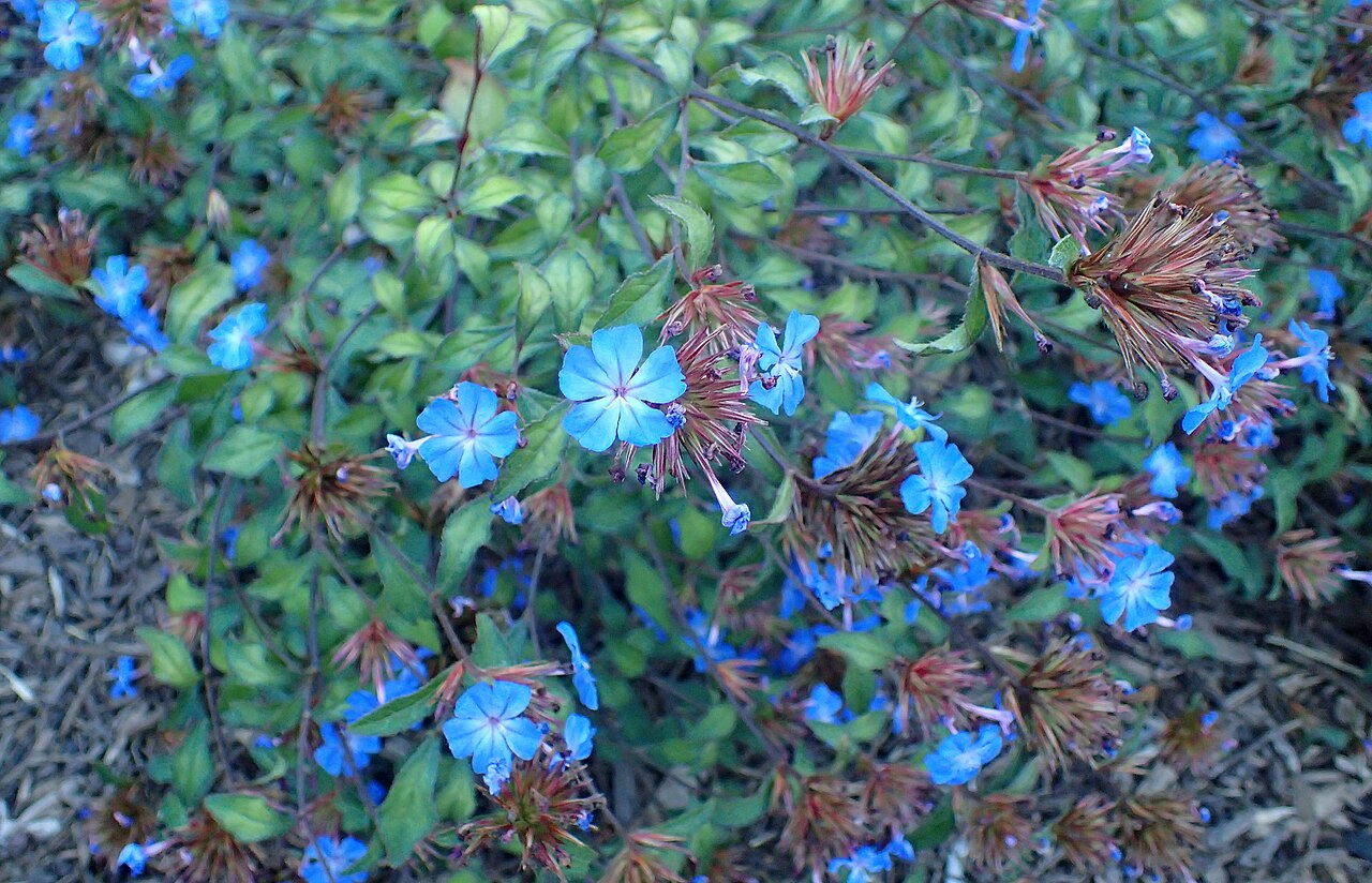 Chinese-plumbago: Ceratostigma willmottianum in the San Francisco Botanical Garden