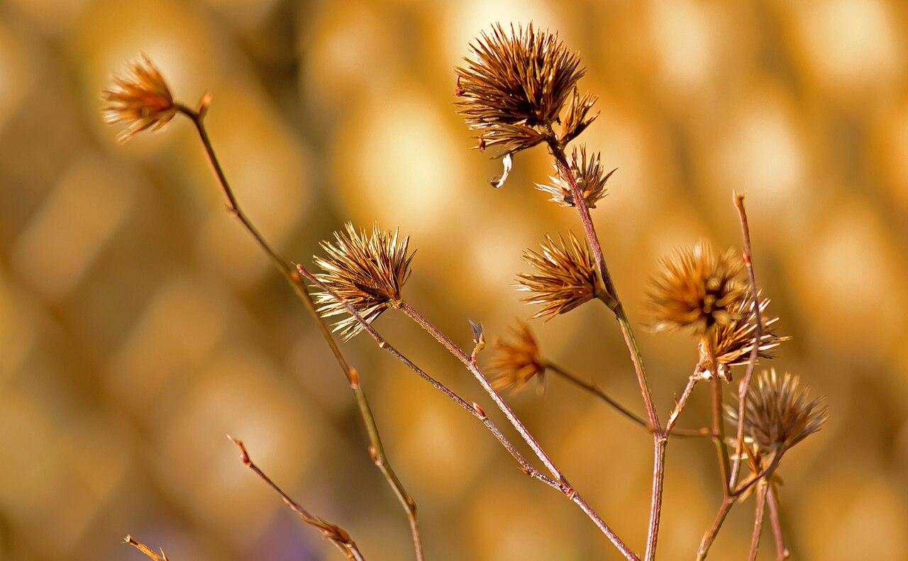 Chinese-plumbago: Ceratostigma willmottianum seed heads