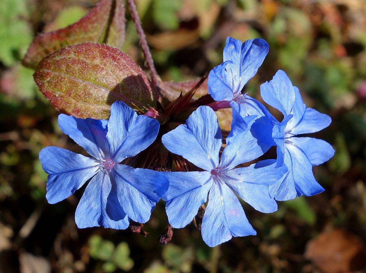 Chinese-plumbago: Botanical specimen in Quarryhill Botanical Garden, Glen Ellen, California, USA.