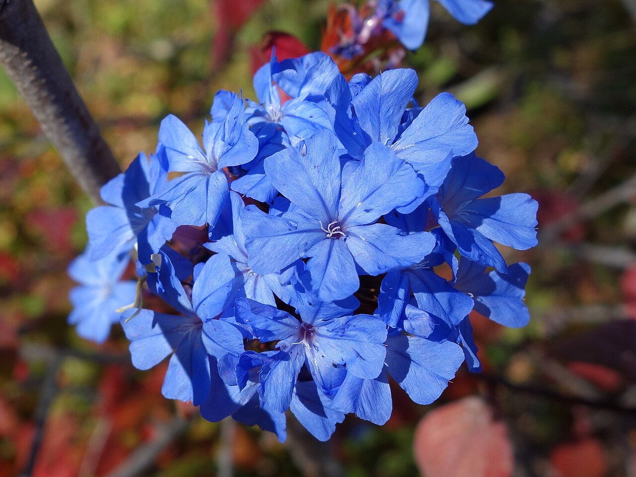 Chinese-plumbago: Botanical specimen in Quarryhill Botanical Garden, Glen Ellen, California, USA.