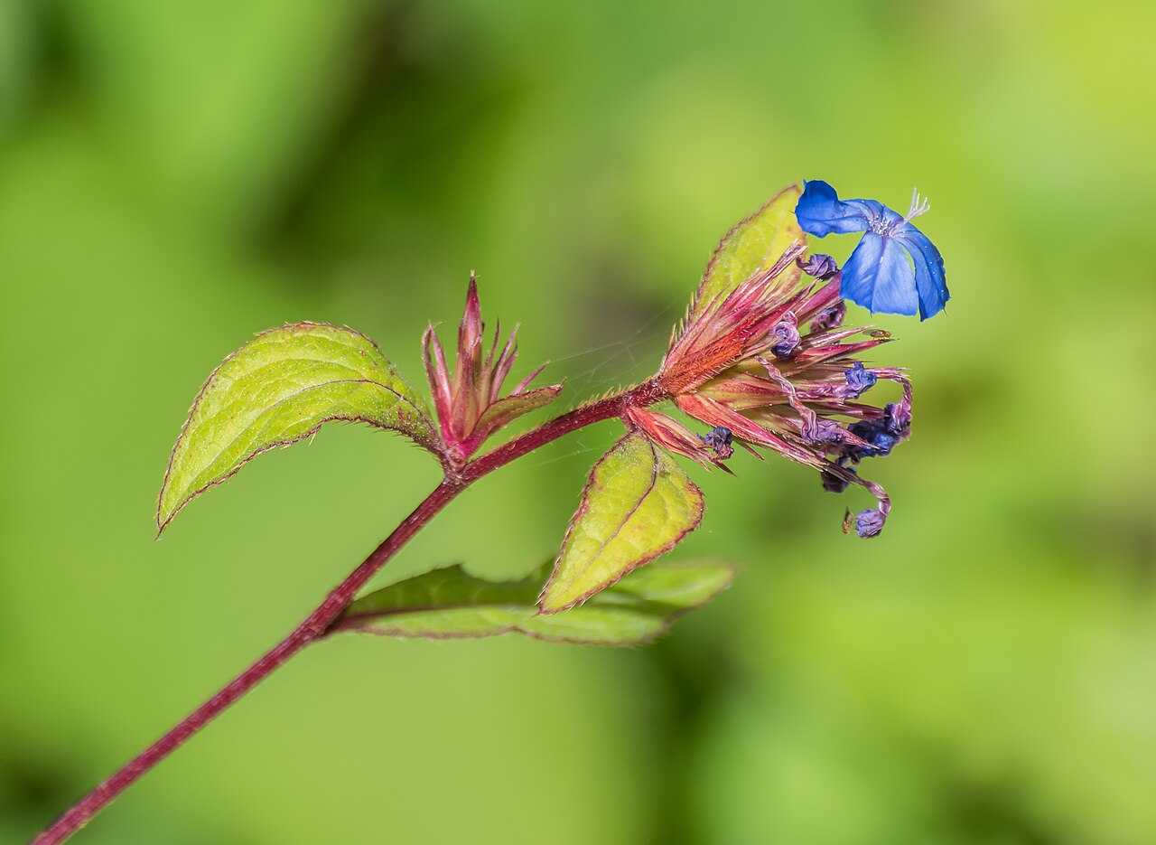 Chinese-plumbago: Ceratostigma willmottianum in Jardin des 5 sens in Yvoire, Haute-Savoie, France