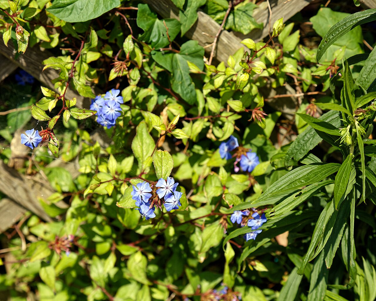 Chinese-plumbago: Ceratostigma willmottianum (aka: Chinese plumbago; hardy plumbago), at Riverside Moorings, a houseboat moorings which has become a tourist attraction, along the