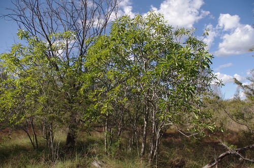 Cerbera dumicola (Cerbera dumicola)