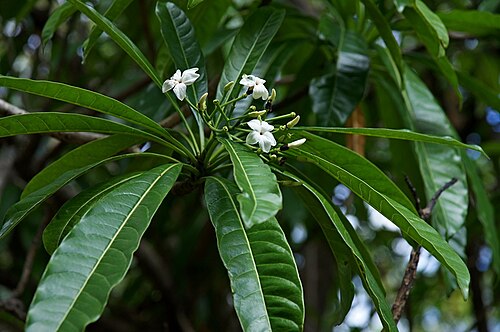 Cassowary plum: IDENTIFYING AUSTRALIAN RAINFOREST PLANTS - Flickr Group --> DATABASE INDEX FIELD GUIDE : FLOWERING TREES of the WORLD ----> Scientific Names Flickr Database