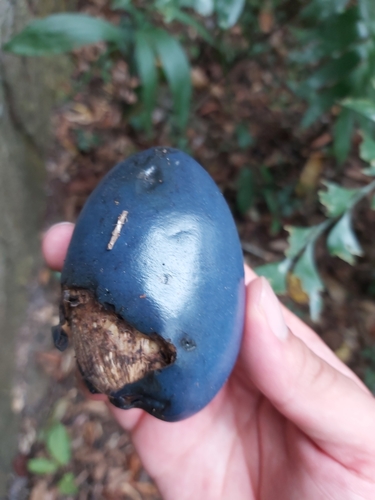 Cassowary plum (Cerbera floribunda)
