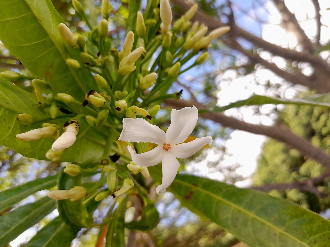 Cassowary plum: Cerbera floribunda inflorescence