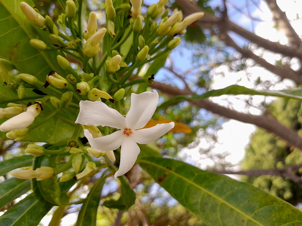 Cassowary plum: Cerbera floribunda inflorescence