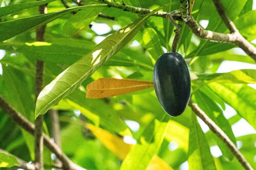 Cassowary plum (Cerbera floribunda)
