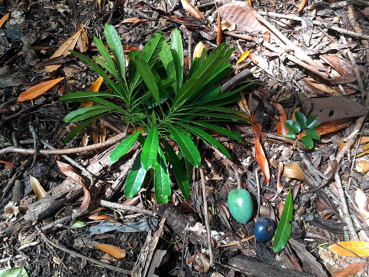 Cassowary plum: Foliage and fruit of Cerbera floribunda (cassowary plum) in Cairns Botanic Gardens , April 2023