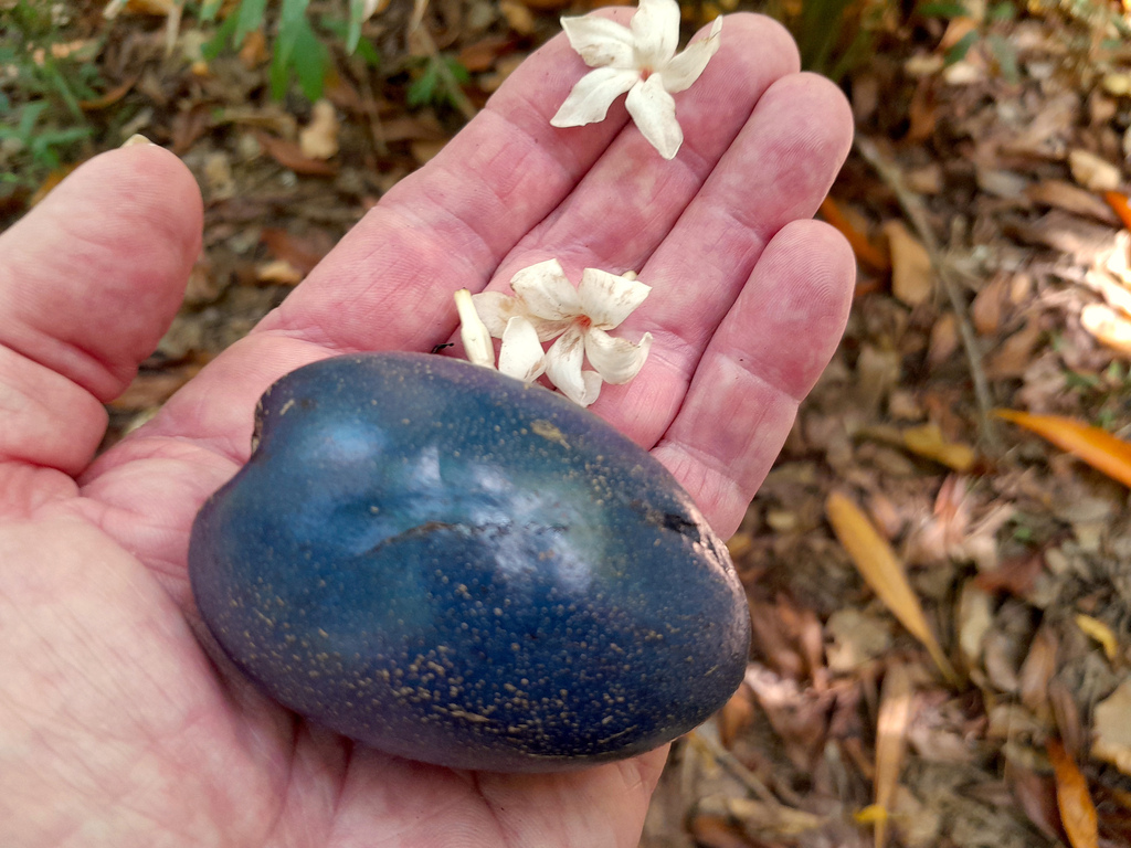 Cassowary plum (Cerbera floribunda)