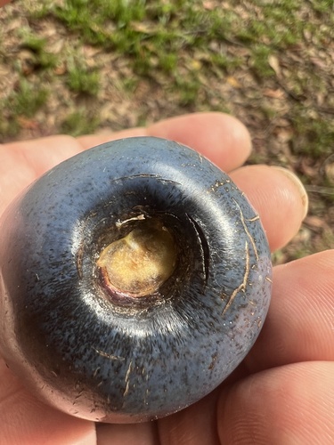 Cassowary plum (Cerbera floribunda)