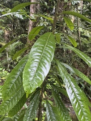 Cassowary plum (Cerbera floribunda)