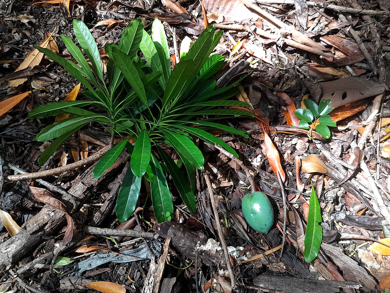 Cassowary plum: Foliage and fruit of Cerbera floribunda (cassowary plum) in Cairns Botanic Gardens , April 2023