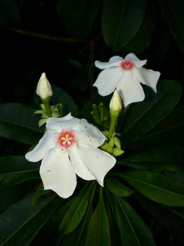 Pink-eyed cerbera (Cerbera manghas)