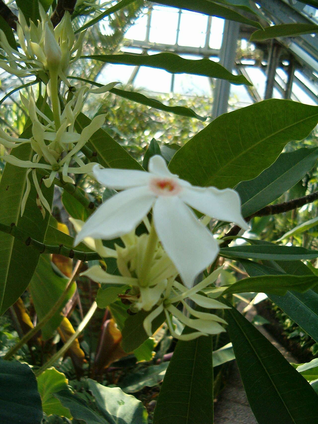 Pink-eyed cerbera (Cerbera manghas)