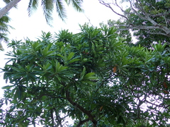 Pink-eyed cerbera (Cerbera manghas)