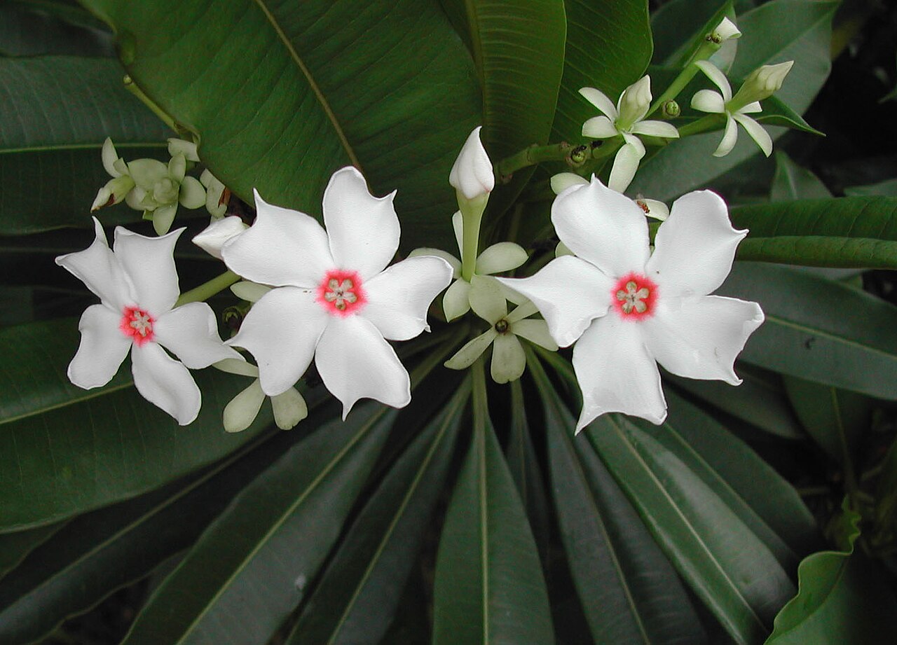Pink-eyed cerbera: Flowers of Cerbera manghas