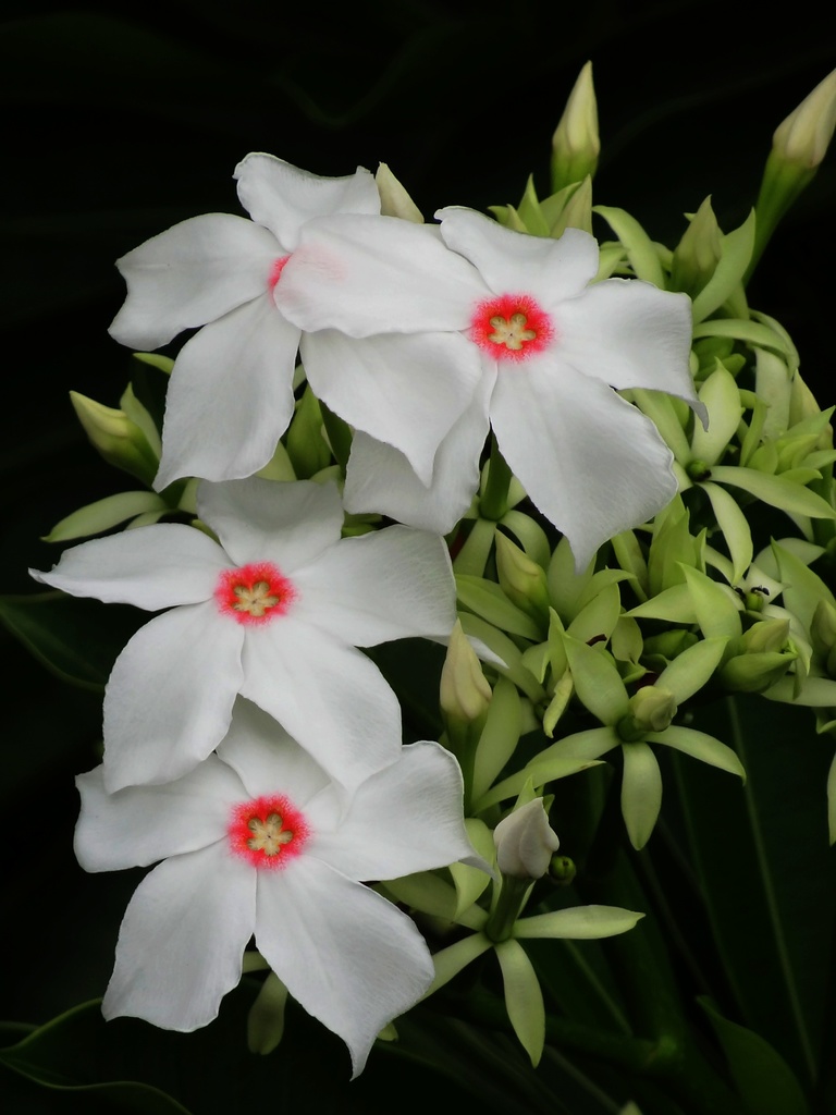 Pink-eyed cerbera (Cerbera manghas)