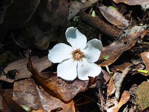 Pink-eyed cerbera (Cerbera manghas)