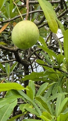 Othalanga (Cerbera odollam)