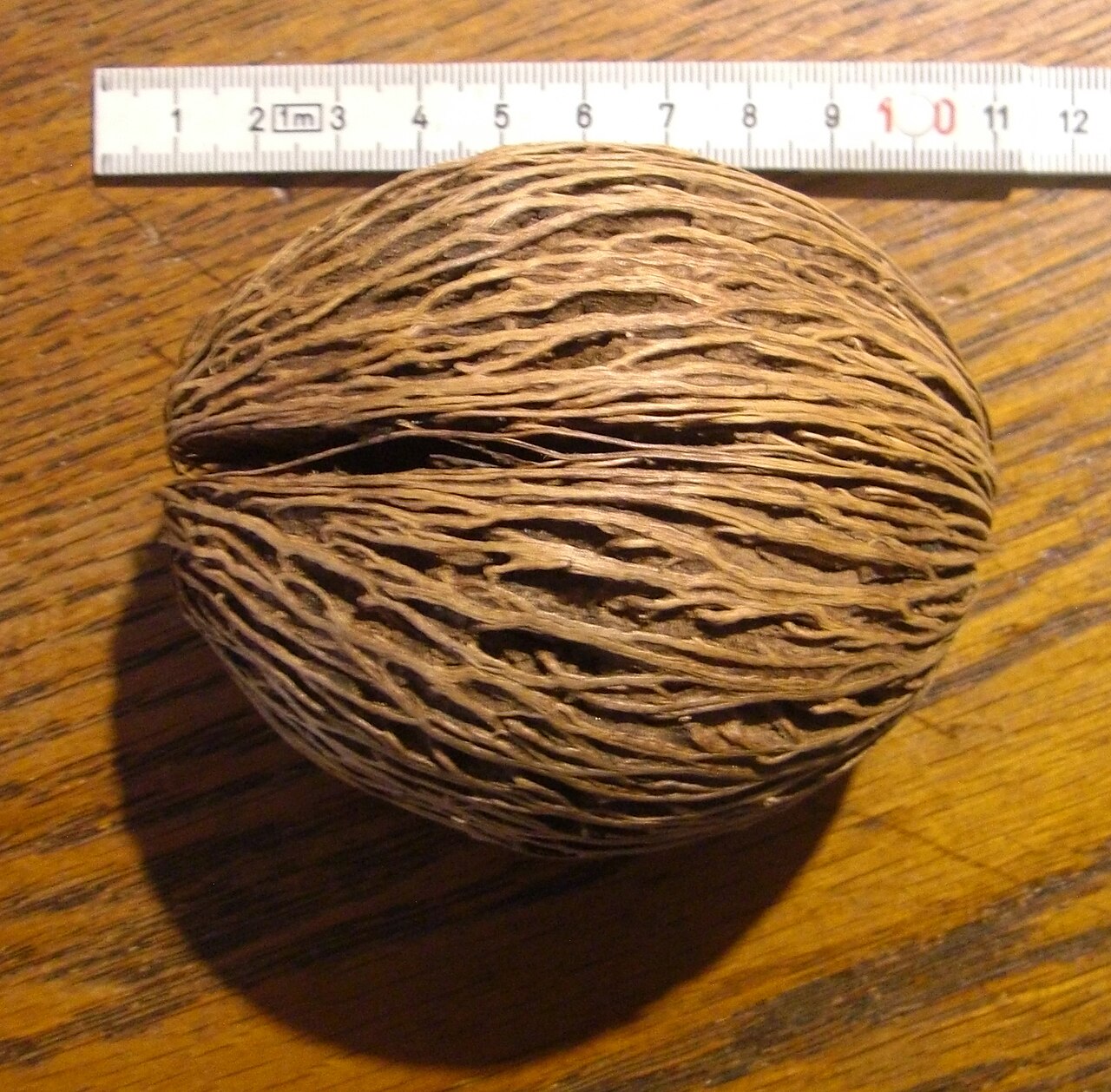 Othalanga: Seed of Cerbera odollam, called Mintolla