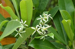 Othalanga (Cerbera odollam)