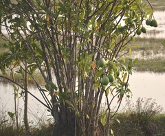 Othalanga (Cerbera odollam)