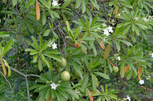 Othalanga (Cerbera odollam)