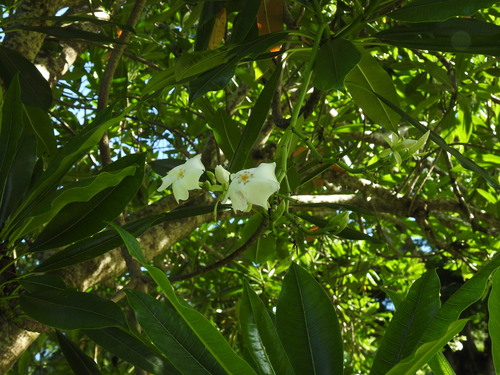 Othalanga (Cerbera odollam)
