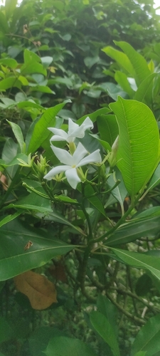 Othalanga (Cerbera odollam)
