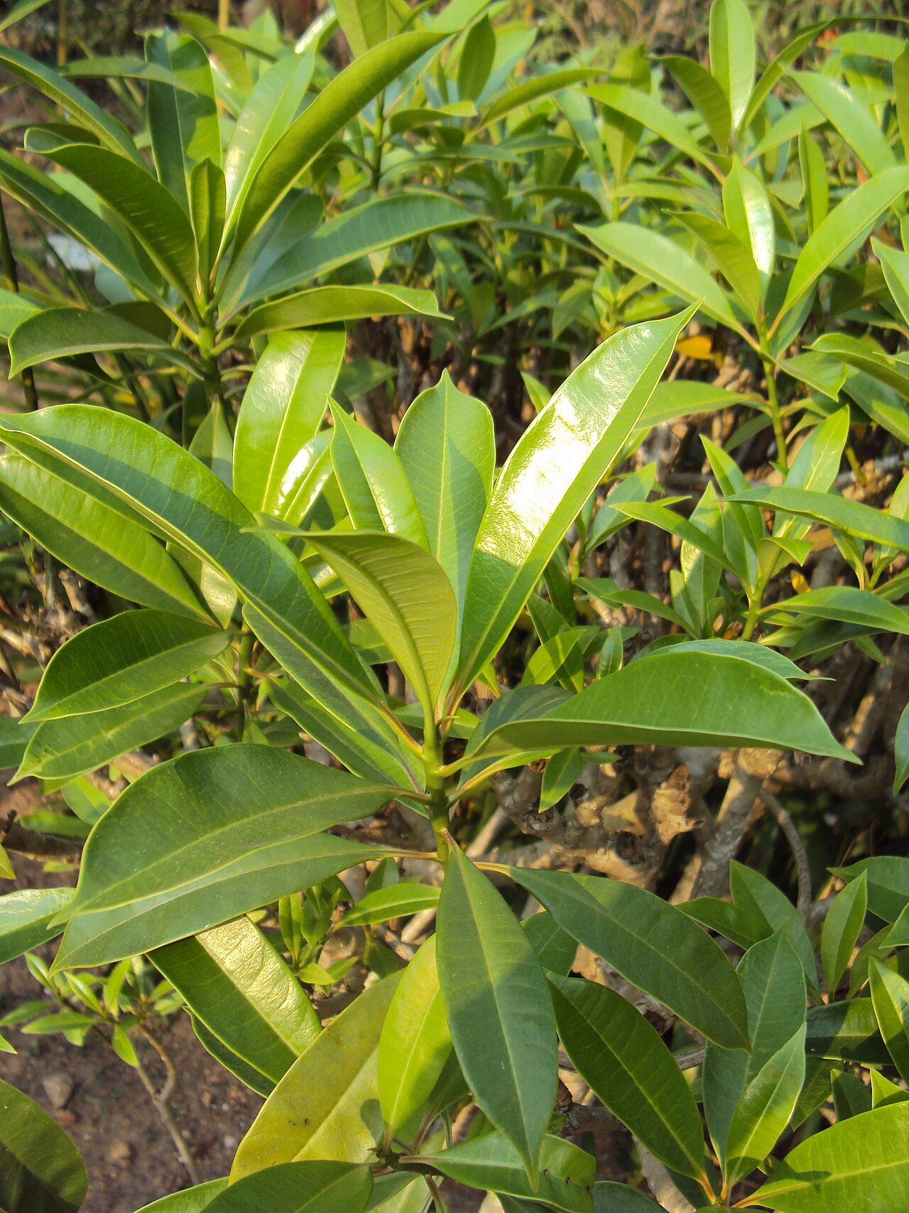 Othalanga: ഒതളം, ഒതളചെടി