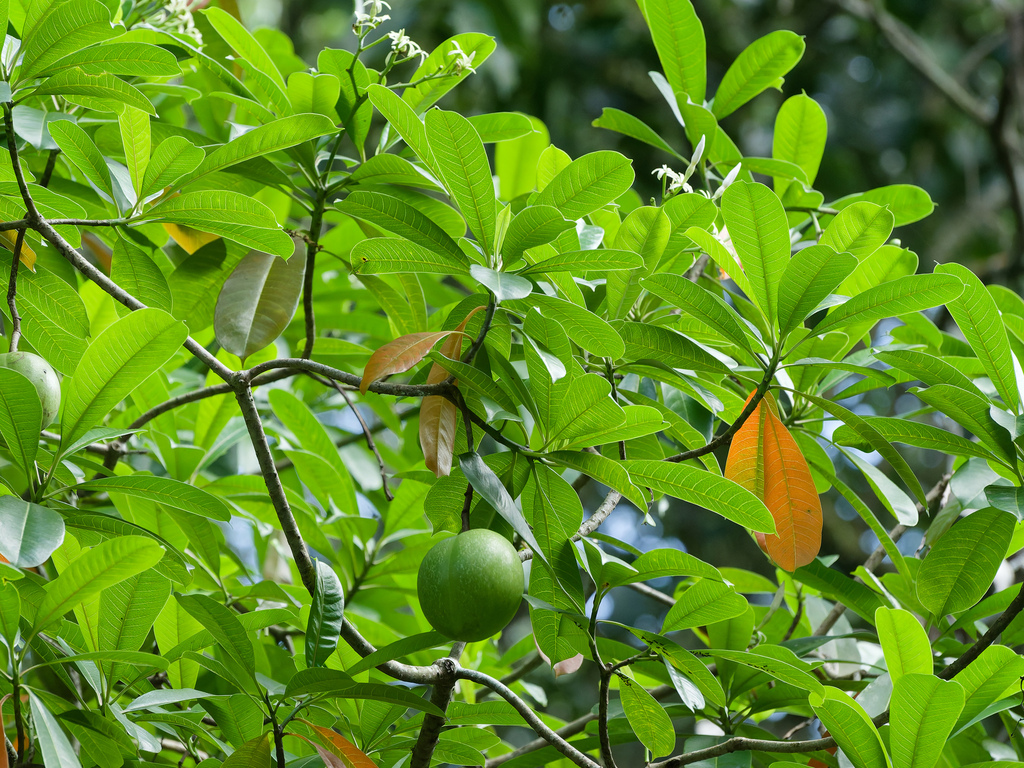Othalanga (Cerbera odollam)