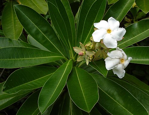 Othalanga: Cerbera odollam , (pong pong tree,sea mango,toto) a common tree along Tongan beaches