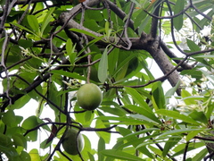 Othalanga (Cerbera odollam)