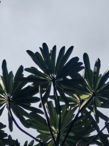 Cerberiopsis candelabra (Cerberiopsis candelabra)