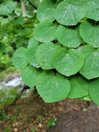 Katsura tree (Cercidiphyllum japonicum)