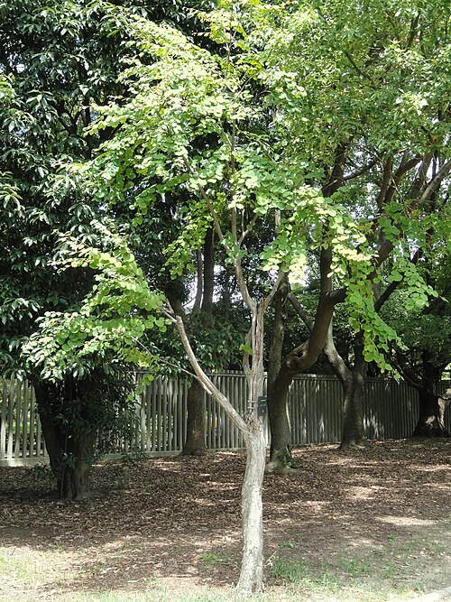 Katsura tree: Botanical specimen in the Nagai Botanical Garden, Osaka, Japan.