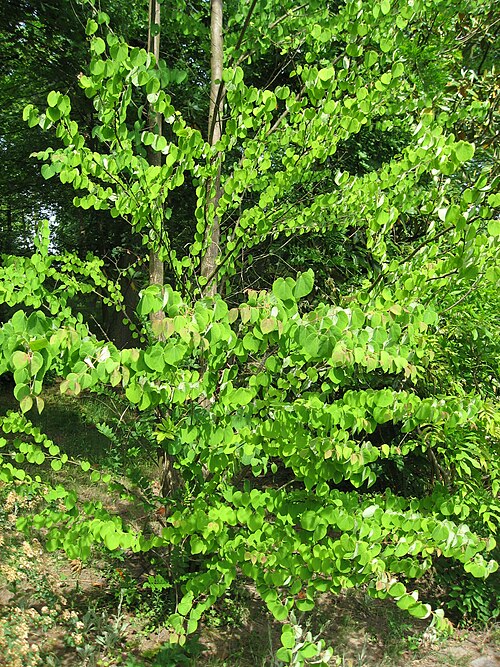 Katsura tree: Cercidiphyllum japonicum in Jardin de l'ile verte Map: 48° 46' 27" N 2° 16' 14" E