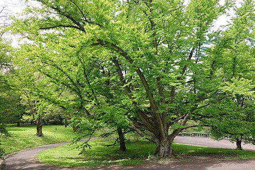 Katsura tree: Botanical specimen in the Morris Arboretum, 100 East Northwestern Avenue, Chestnut Hill, Philadelphia, Pennsylvania, USA.