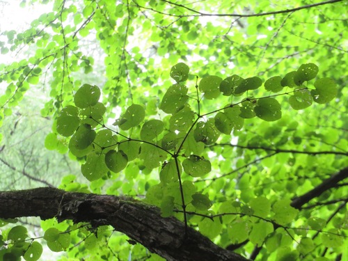 Katsura tree (Cercidiphyllum japonicum)