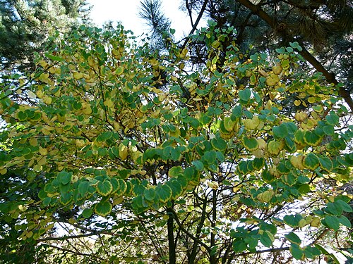 Katsura tree: Cercidiphyllum japanicum - arbre au caramel