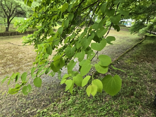 Katsura tree (Cercidiphyllum japonicum)